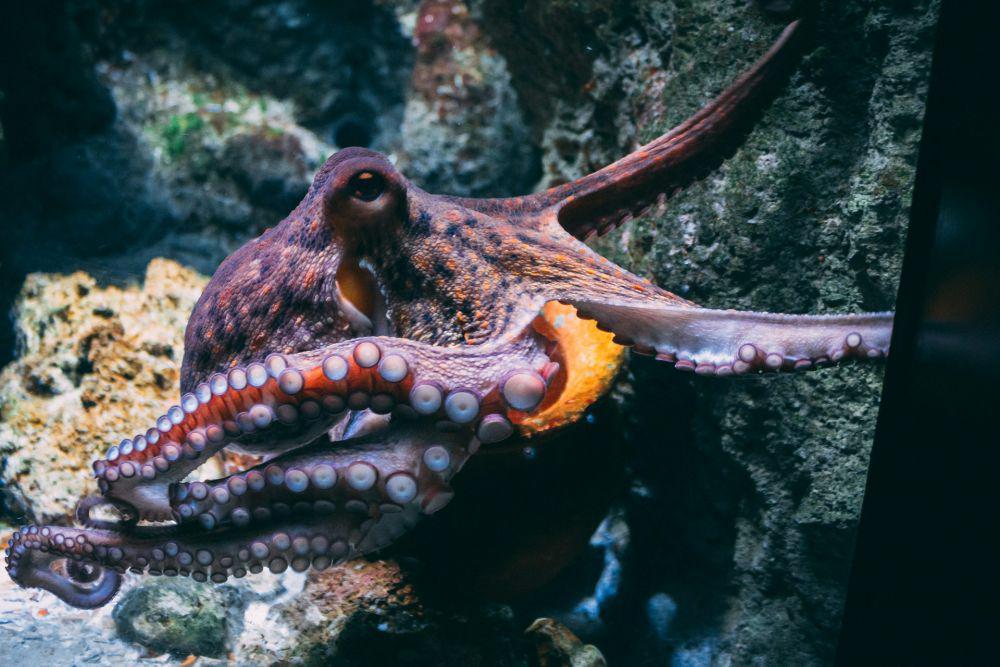 5 Spesies Gurita dengan Kemampuan Adaptasi Paling Menakjubkan