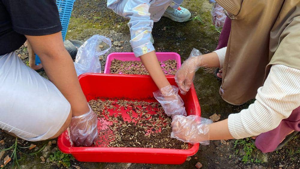 TPA Jatibarang Semarang Pabrik Maggot, Sampah Organik Jadi Pakan Ayam