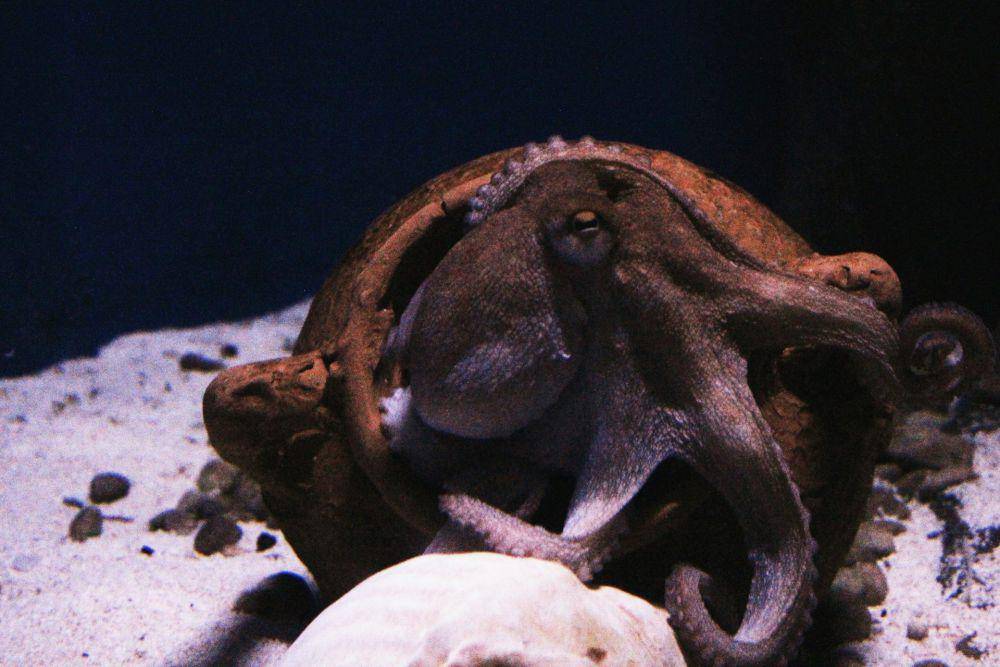 Common Octopus (unsplash.com/Janayara Machado)
