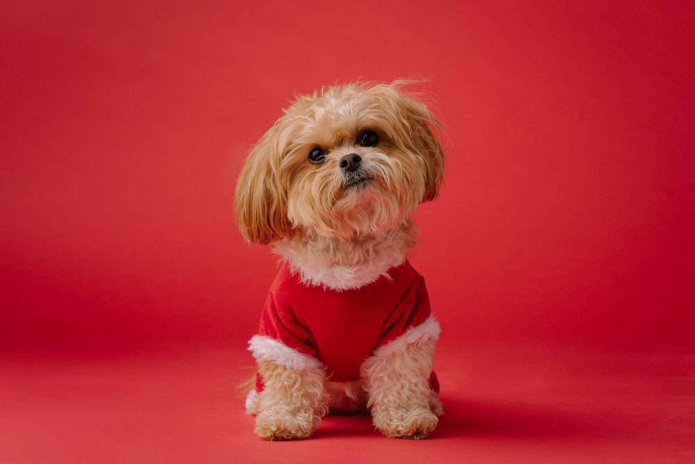 ilustrasi anjing yang menggunakan kain pintar (unsplash.com/Karsten Winegeart)