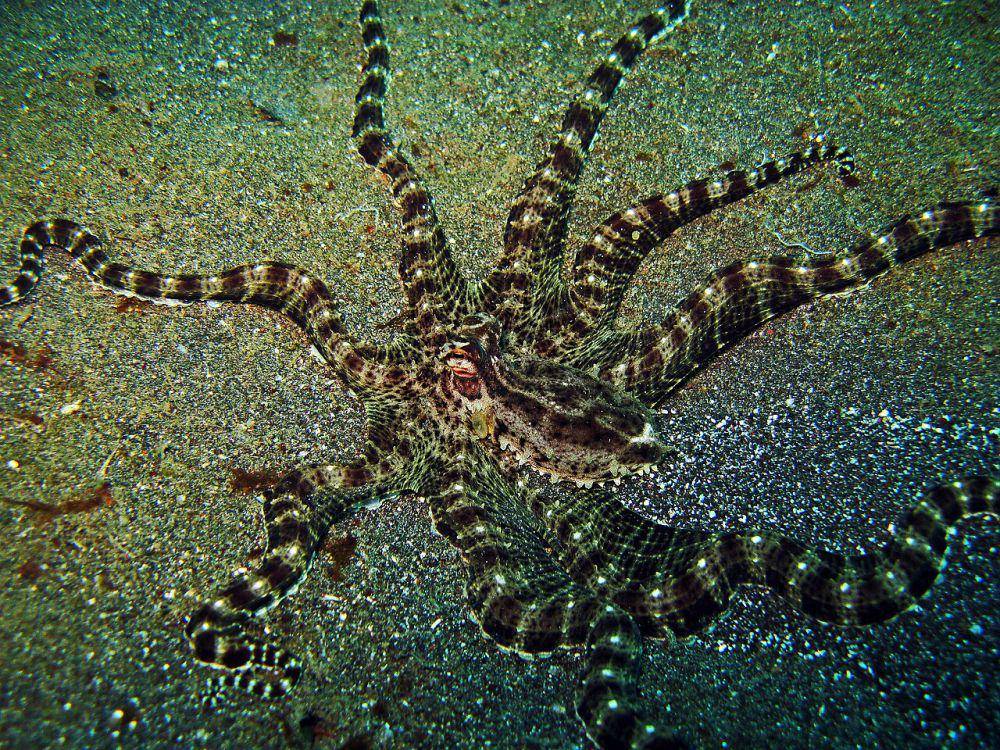 Mimic Octopus (commons.wikimedia.org/Bernd)