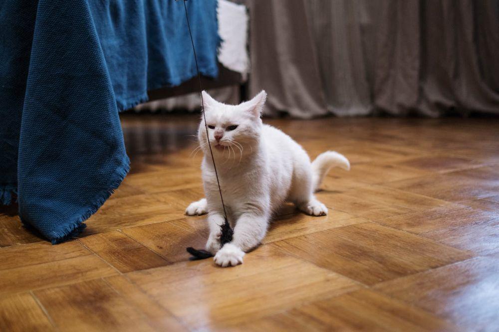 60 Rekomendasi Nama Kucing Berdasarkan Bulan Kelahiran, Unik!