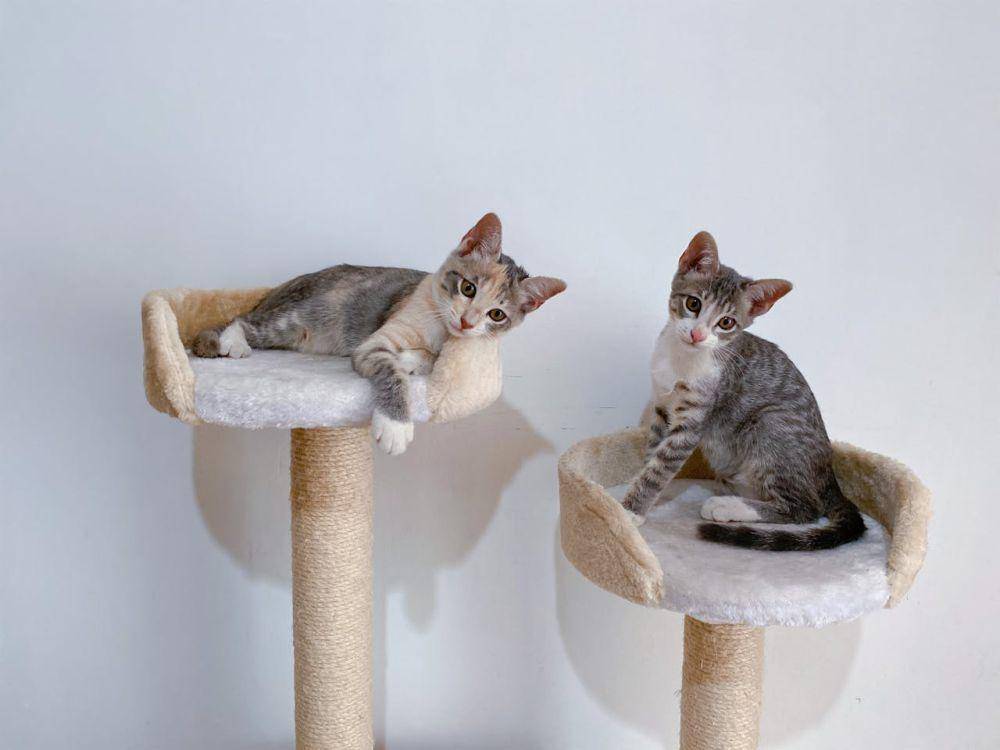 ilustrasi menara kucing (pexels.com/mraqieb)