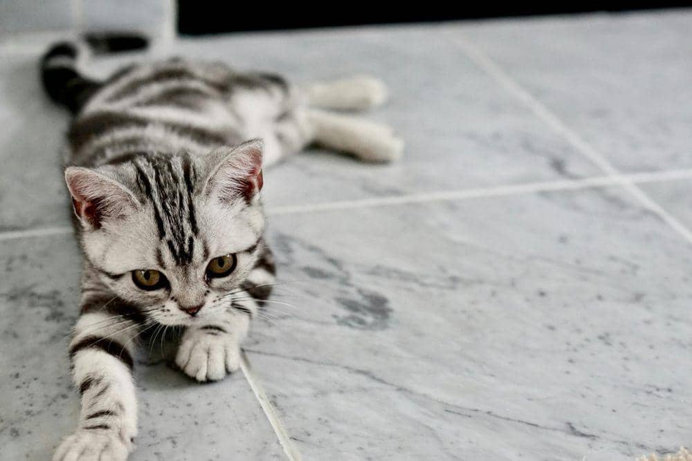 Sindikat Pencuri 2.700 Kucing di Vietnam Ditangkap Polisi