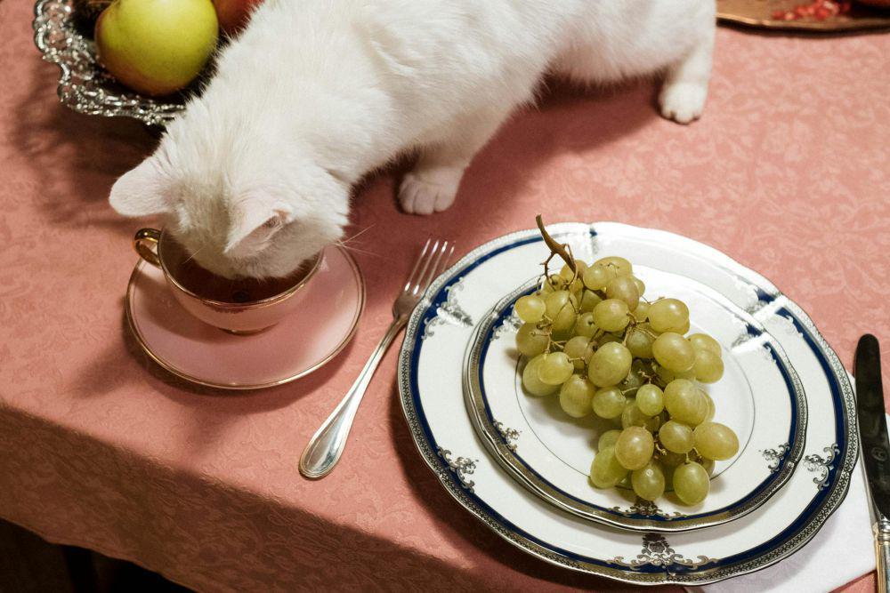 ilustrasi kucing sedang makan (pexels.com/cottonbro studio)