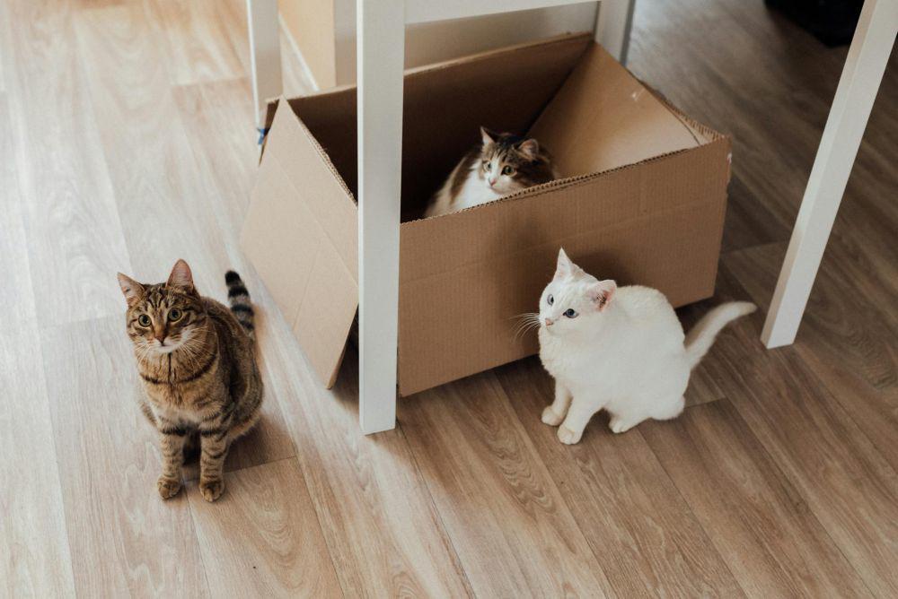 ilustrasi kucing di dalam kotak (pexels.com/Arina Krasnikova)