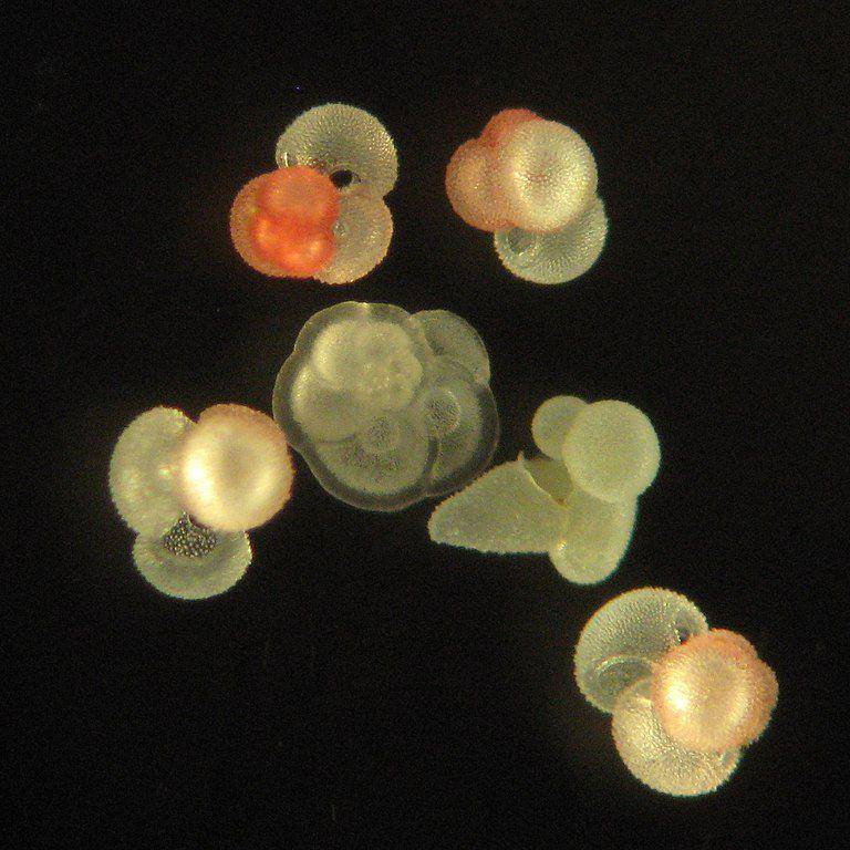Ilustrasi Foraminifera (commons.m.wikimedia.org/Jessica Spear, U.S. Geological Survey)