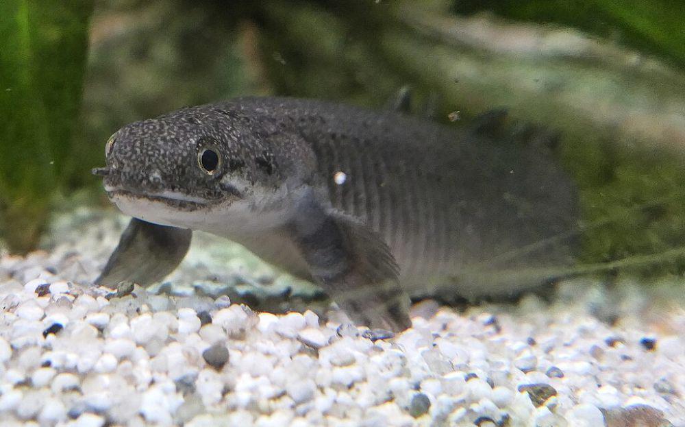 5 Fakta Bichir, Ikan yang Sudah Ada Sejak 400 Juta Tahun Lalu