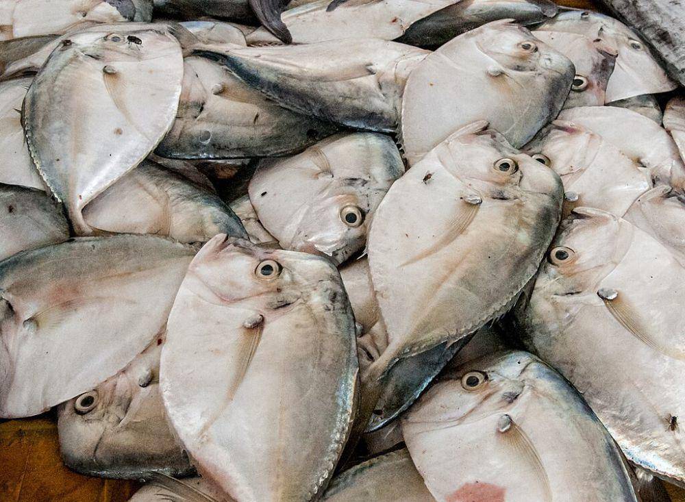 amberjack fish (commons.wikimedia.org/Wilfredor)