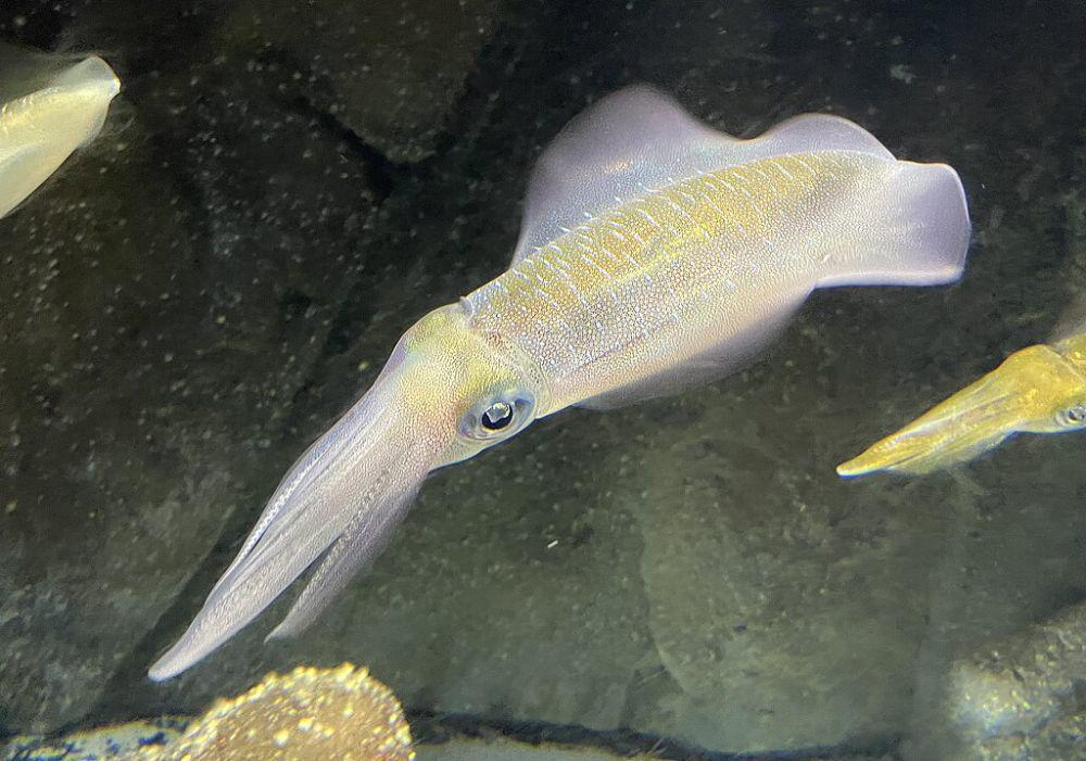 5 Fakta Bigfin Reef Squid, Bisa Mengubah Warna Kulit dalam Sekejap