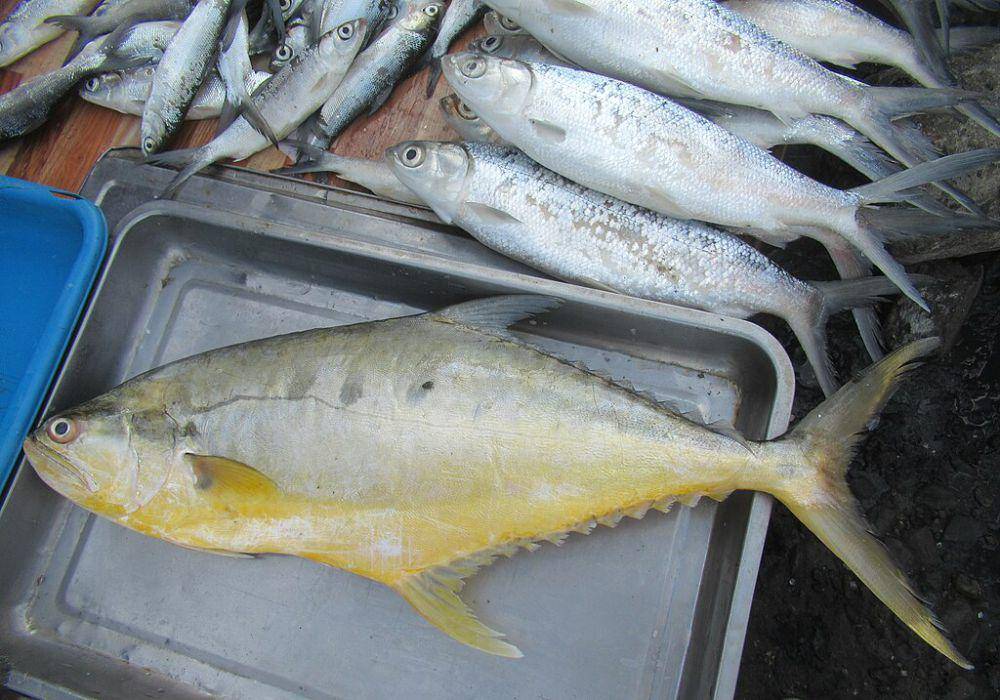 amberjack fish (commons.wikimedia.org/J. Dipterocarpus)