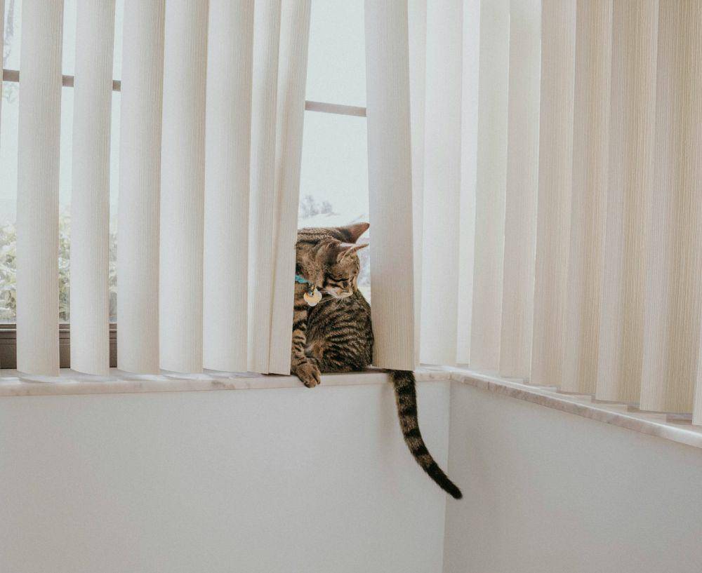ilustrasi vertical blind (unsplash.com/Tessa Edmiston)