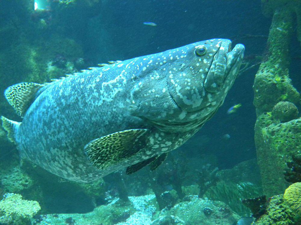 5 Fakta Kerapu Goliath Atlantik, Ikan dengan Agregasi Pemijahan