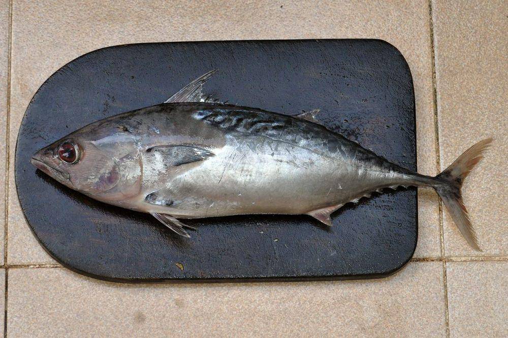 Ikan tongkol (commons.wikimedia.org/Wibowo Djatmiko)