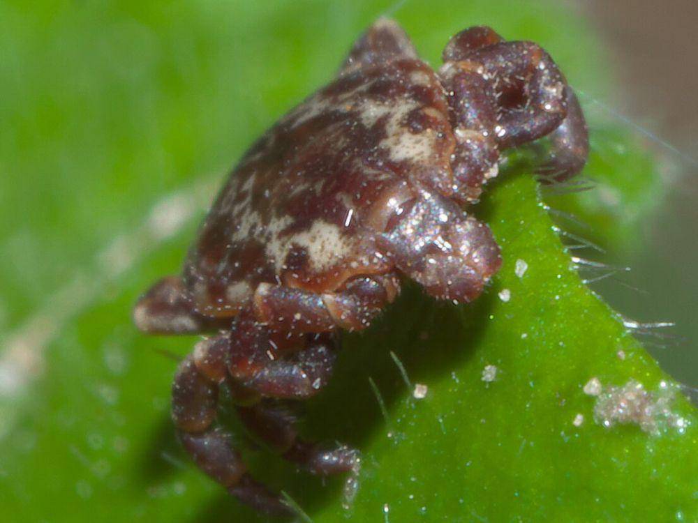 american dog tick (commons.wikimedia.org/xpda)