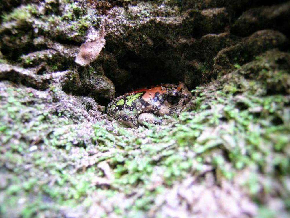 malagasy rainbow frog (commons.m.wikimedia.org/Franco Andreone)
