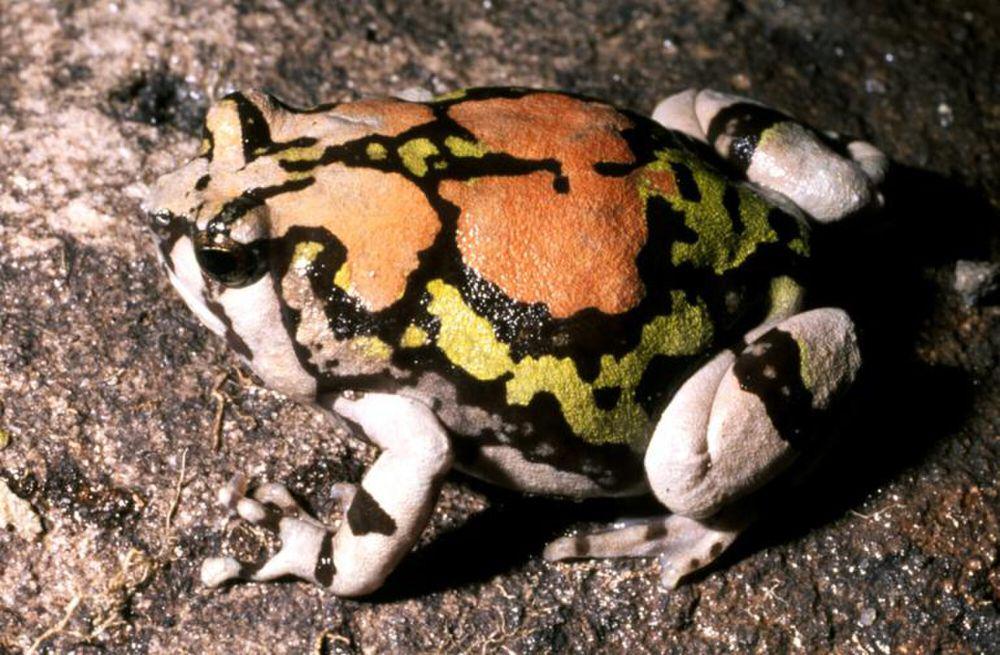 Kenali Malagasy Rainbow Frog, Endemik Madagaskar yang Pandai Memanjat