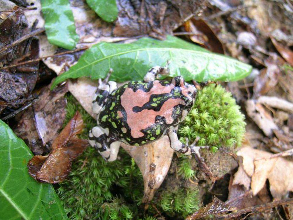 malagasy rainbow frog (commons.m.wikimedia.org/Franco Andreone)