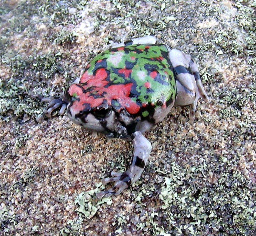 malagasy rainbow frog (commons.m.wikimedia.org/Franco Andreone)