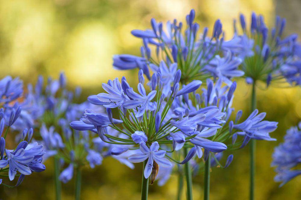 Agapanthus (pixabay.com/Frauke Riether)