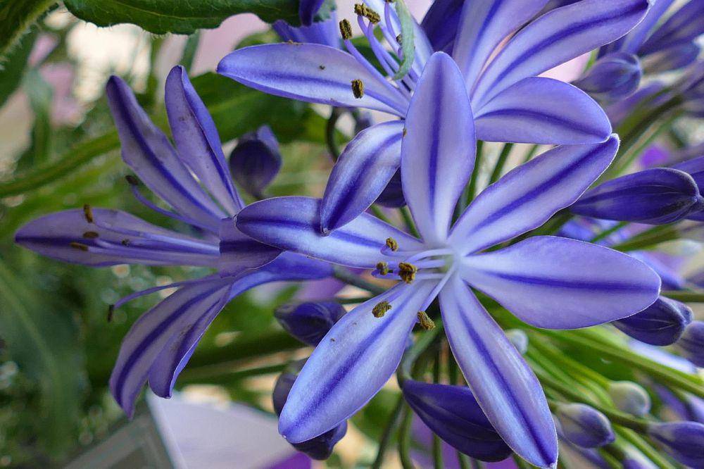 Agapanthus (pixabay.com/Eveline de Bruin)
