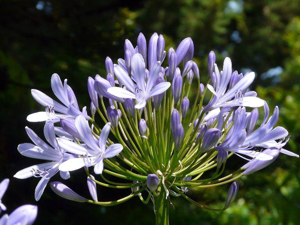 Agapanthus (pixabay.com/Nath77)