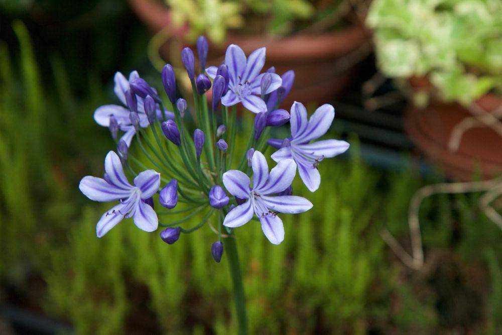 Agapanthus (pixabay.com/Etienne GONTIER)