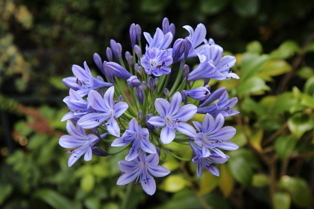 6 Fakta Unik Agapanthus, Tanaman Asli Afrika Selatan yang Menawan