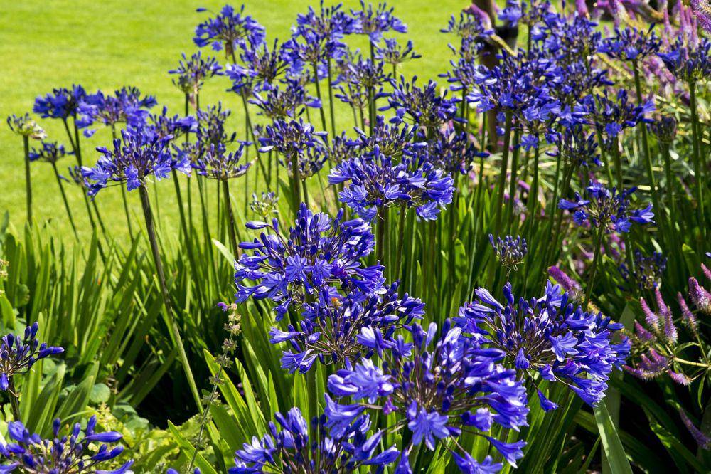 Agapanthus (pixabay.com/Ron Porter)
