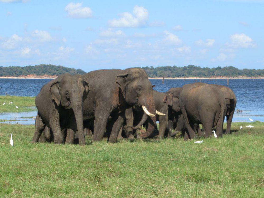 Konflik Manusia vs Gajah di Sri Lanka Tewaskan 1.195 Orang