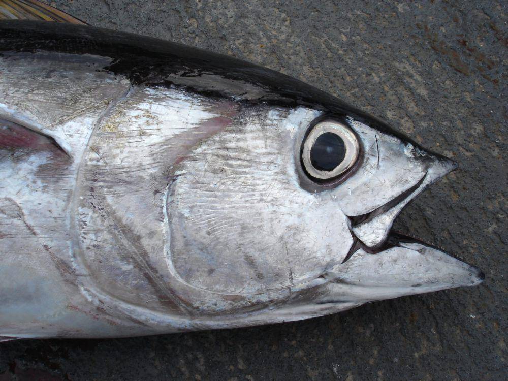 Tuna mata besar (commons.wikimedia.org/Allen Shimada, NOAA NMFS OST)