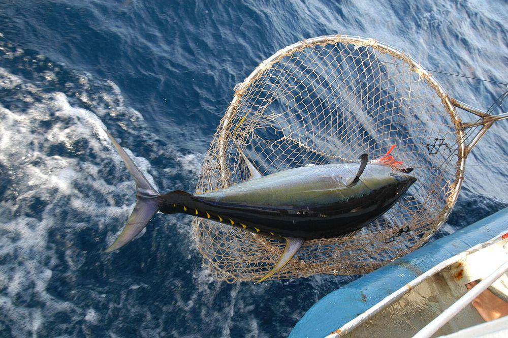 Tuna sirip kuning (commons.wikimedia.org/Marc Taquet)