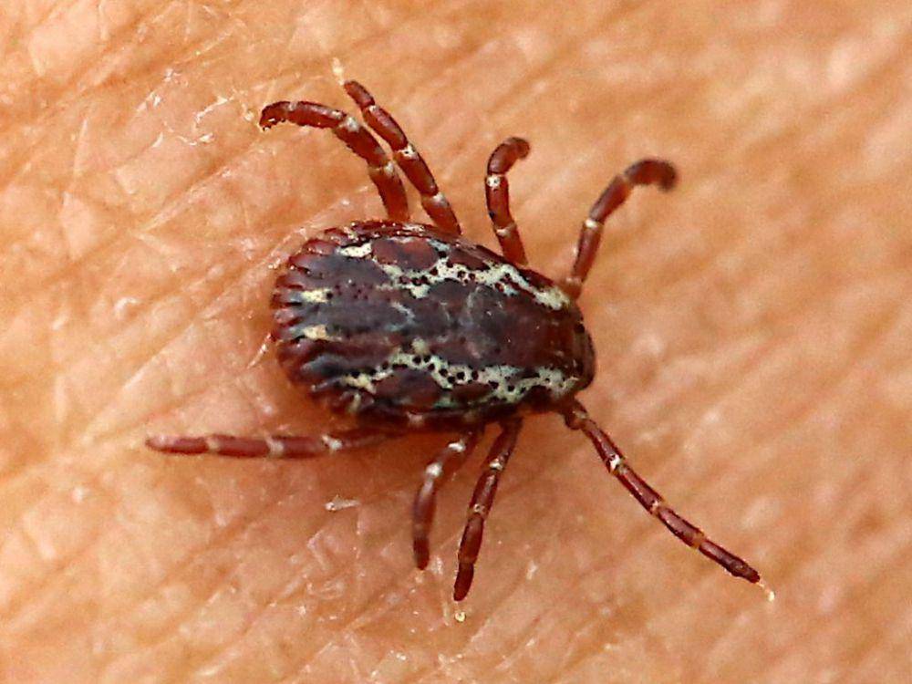 american dog tick (commons.wikimedia.org/Peterwchen)