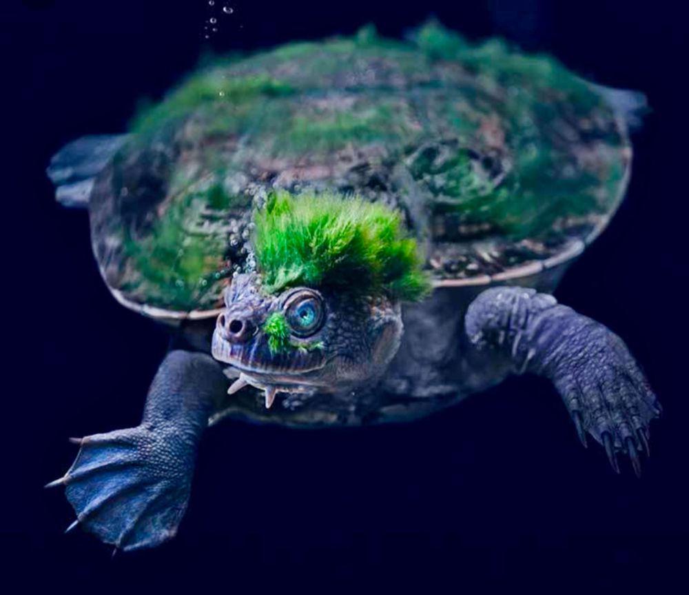 5 Fakta Mary River Turtle, Kura-Kura yang Bernapas Melalui Pantat