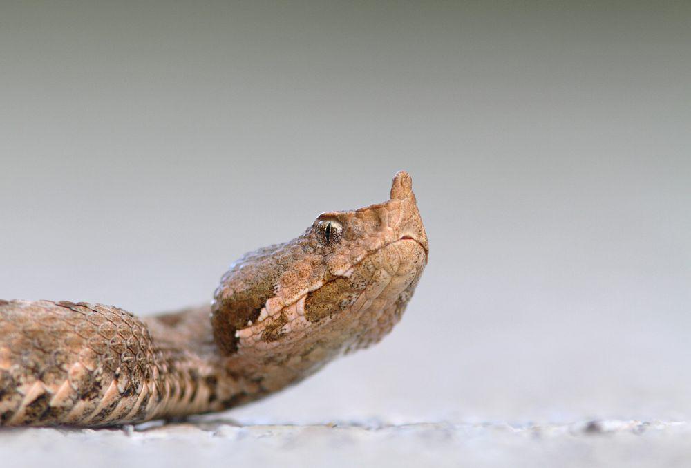 5 Fakta Nose Horned Viper, Ular yang Memiliki Tanduk di Moncongnya