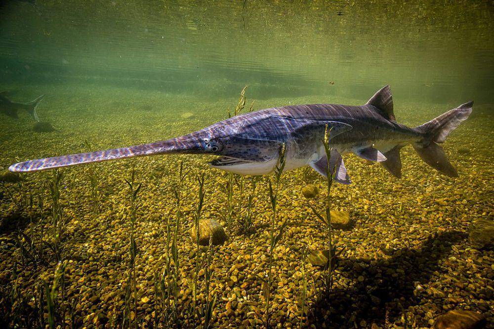5 Fakta Ikan Dayung Amerika, Rostrumnya Dilengkapi Elektroreseptor