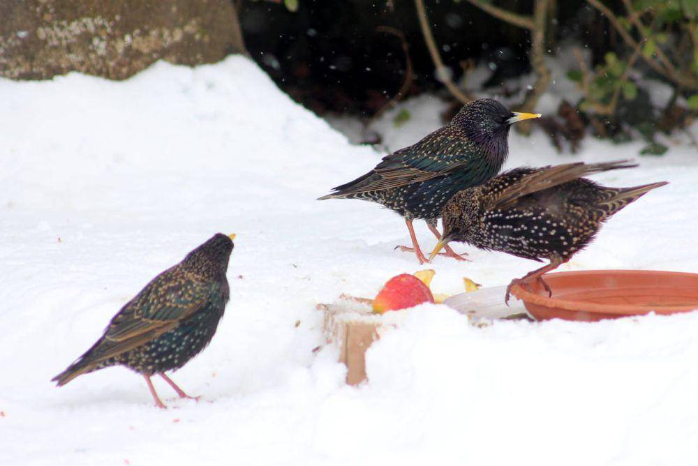 burung dikelilingi salju