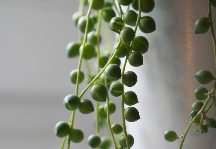 ilustrasi string of pearls (flickr.com/Suzanne's stream)