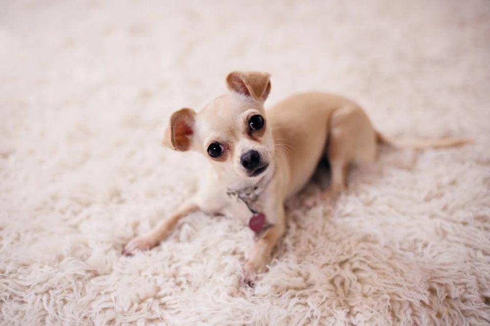 ilustrasi anjing chihuahua (pexels.com/wkn)