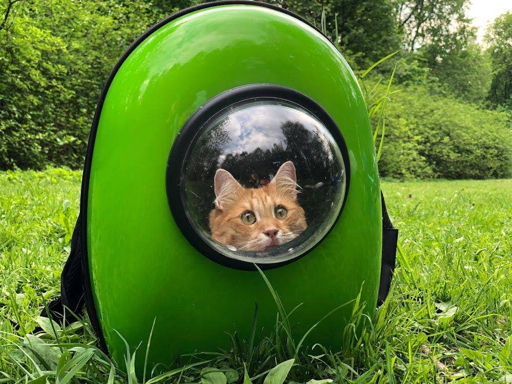 ilustrasi kucing di dalam tas (pexels.com/Helen)