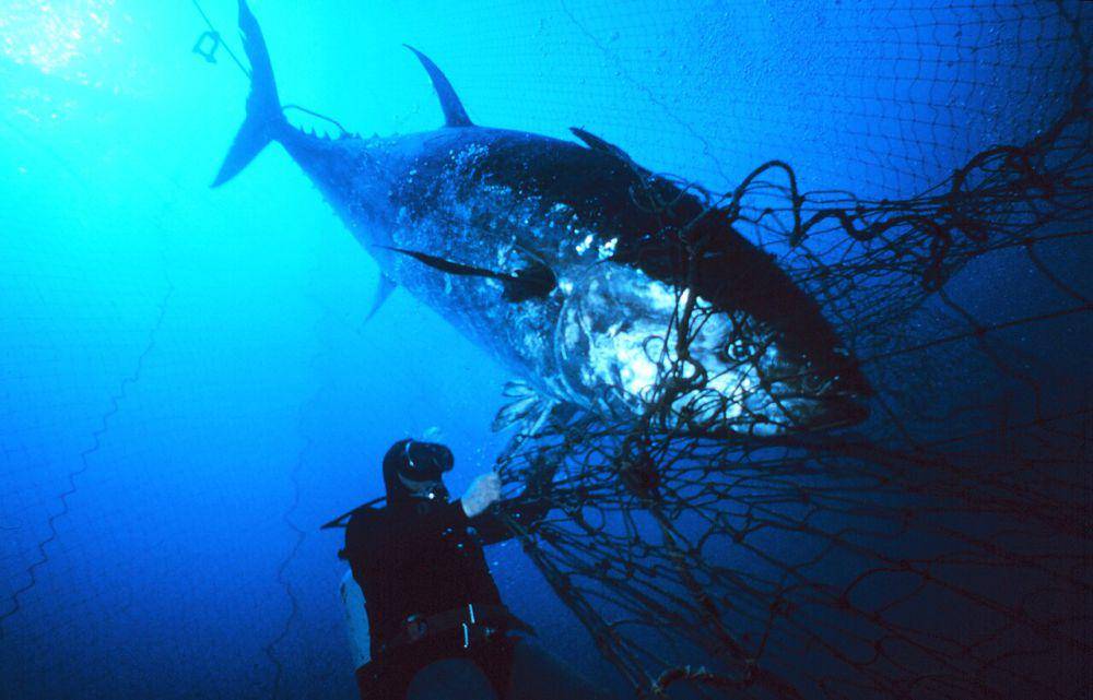 Tuna sirip biru (commons.wikimedia.org/Danilo Cedrone)