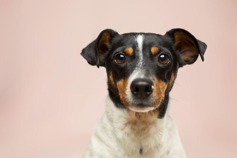 Bolehkah Bawa Anjing saat Naik Pesawat? Ini Aturannya!