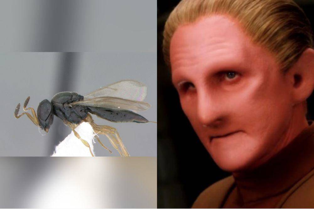 Phanuromyia odo dan Odo (commons.wikimedia.org/Christian Ferrer | dok. Paramount Domestic Television/Star Trek: Deep Space Nine)