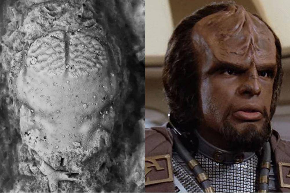 fosil Annuntidiogenes worfi dan Worf (researchgate.net | dok. Paramount Domestic Television/Star Trek: The Next Generation)