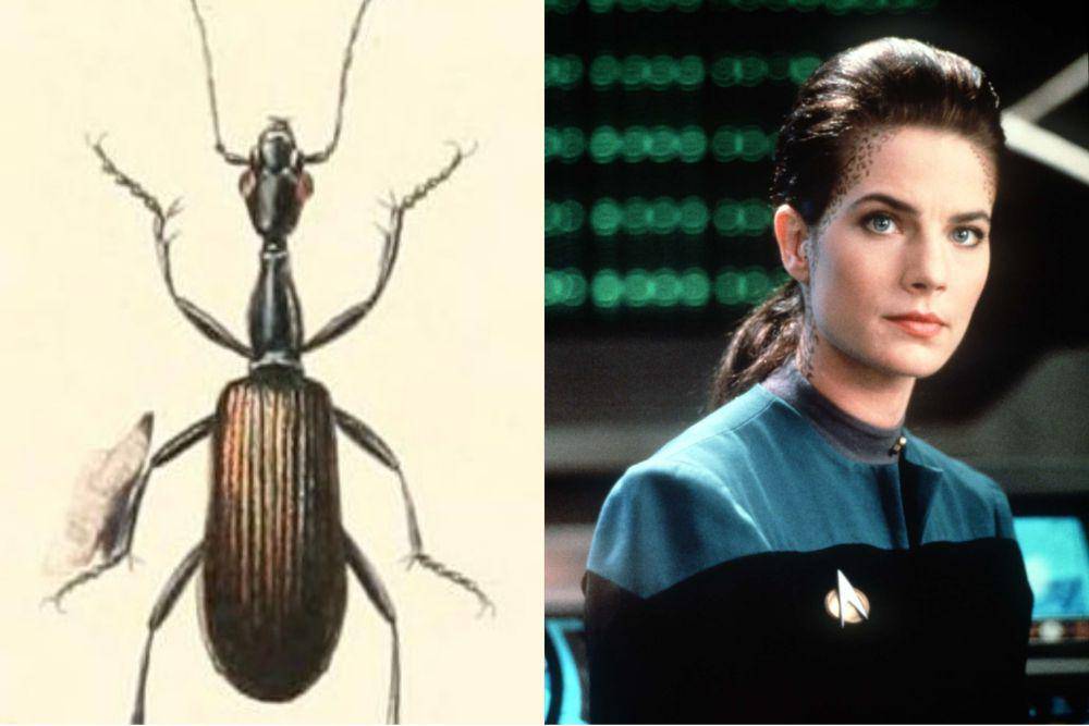 Agra dax dan Jadzia Dax (commons.wikimedia.org/Alcide d'Orbigny | dok. Paramount Domestic Television/Star trek: Deep Space Nine)