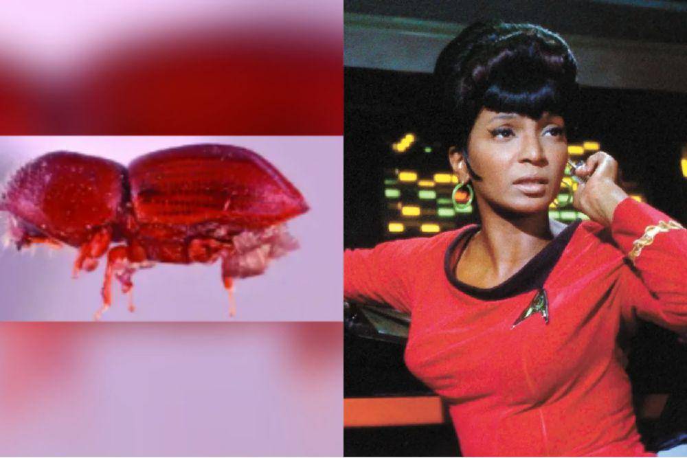 Coptoborus uhura dan Nyota Uhura (researchgate.net/Sarah Smith | dok. Paramount Network Television/Star Trek: The Next Generation)