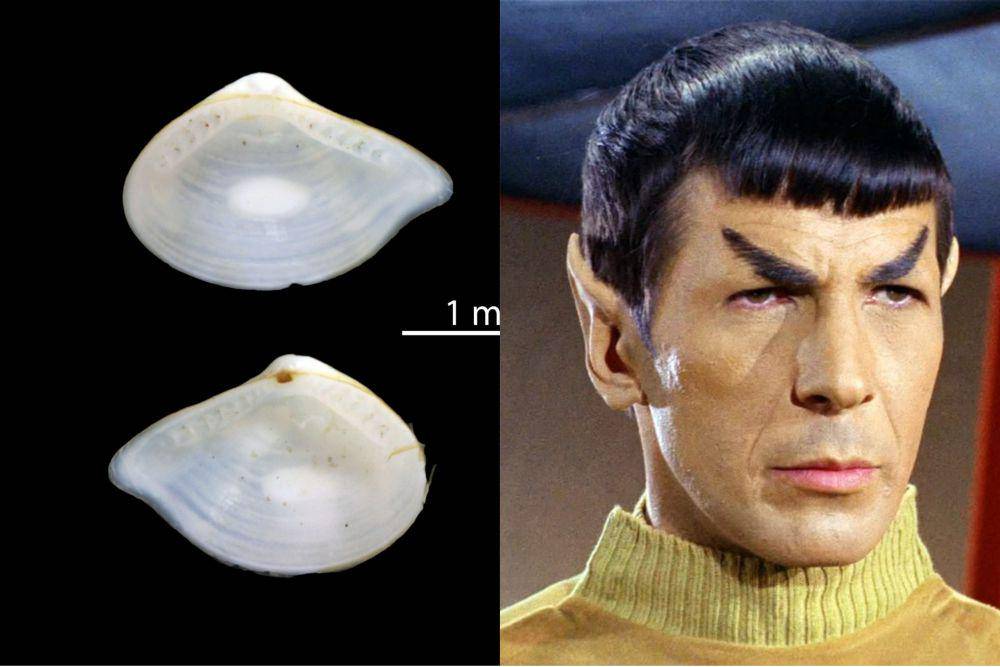 Ledella spocki dan Spock (commons.wikimedia.org/Marie HENNION | dok. Paramount Network Television/Star Trek: The Next Generation)