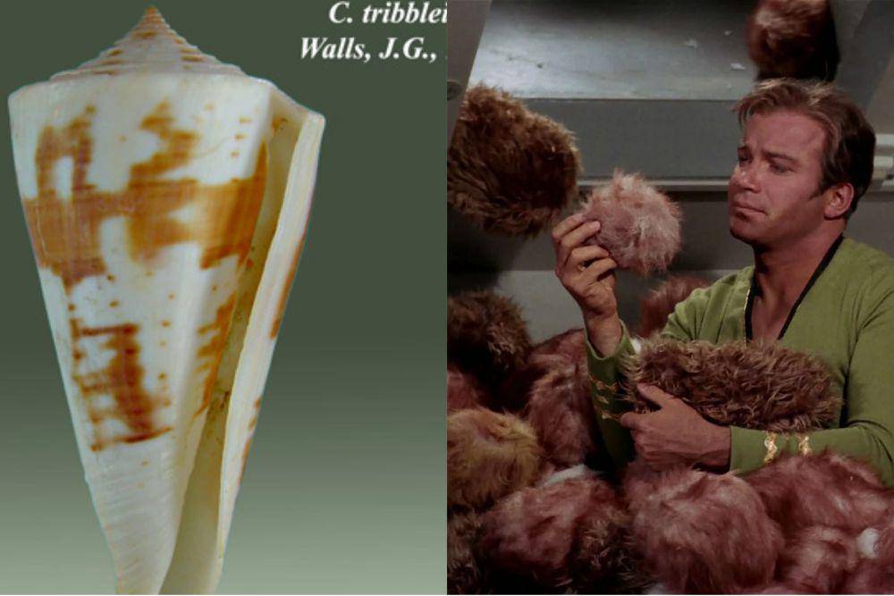 Conus tribblei dan The Trouble With Tribbles (commons.wikimedia.org/Almed2 | dok. Paramount Network Television/Star Trek: The Next Generation)