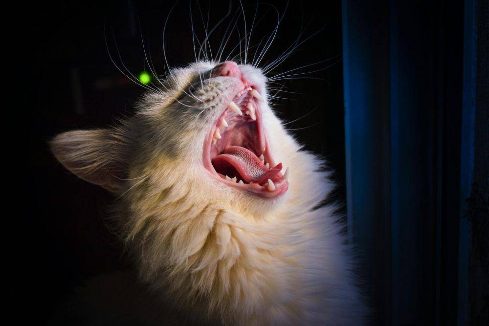 ilustrasi kucing (pexels.com/Bashar Kadi)