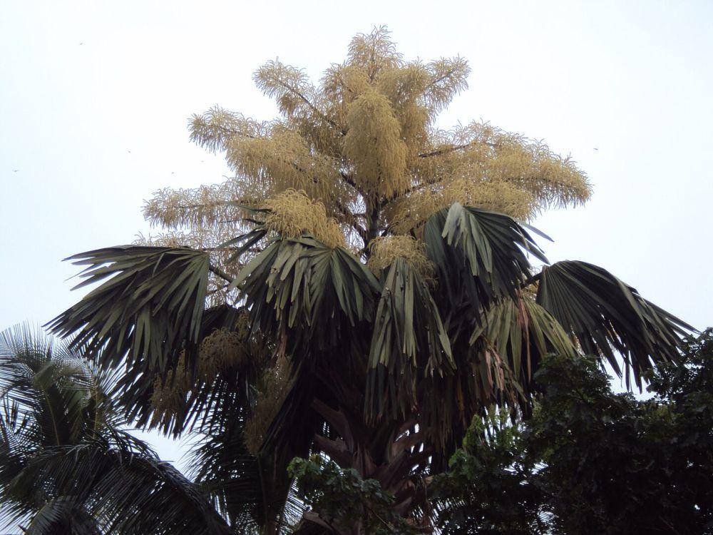 ilustrasi corypha umbraculifera (wikimedia.org/Vinayaraj)